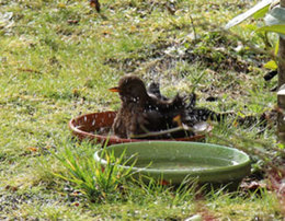 oiseaux du jardin