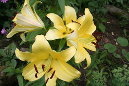 les fleurs de mon jardin