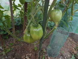 QUELLE EST CETTE VARIETE DE TOMATES