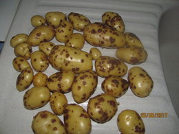 Taille de fanes de patates
