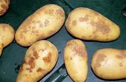 Taille de fanes de patates