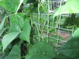 les haricots , çà commence