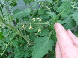 besoin conseil tomates