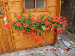 Avez-vous mis des fleurs en suspensions autour de votre maison ou sur votre balcon ?