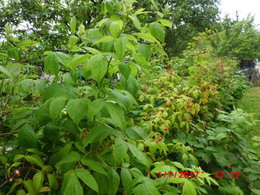 Framboise - Rubus idaeus