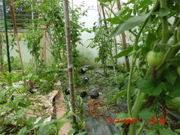 Maladie tomate ?