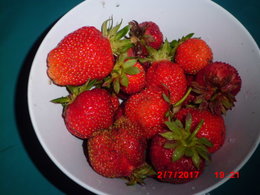 premiére cueillette de fraises de l'année