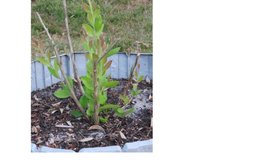 Callistemon citrinus - Rince bouteille