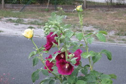 Rose trémière - Althaea rosea 