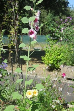 Rose trémière - Althaea rosea 