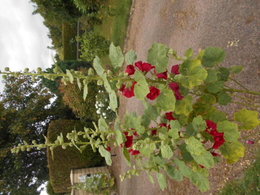 Rose trémière - Althaea rosea 