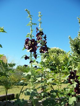 Rose trémière - Althaea rosea 