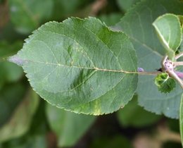 De quel arbre à fruits s'agit-il?