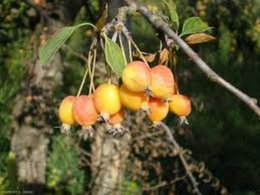 De quel arbre à fruits s'agit-il?