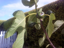 Comment se fait-il que je n'ai pas beaucoup de figues cette année ?