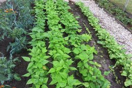 les haricots , çà commence