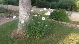 Comment récupérer graines de marguerite