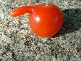 Tomate bizarre!