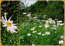 Comment récupérer graines de marguerite