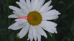 Comment récupérer graines de marguerite