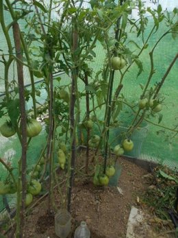 TOMATES