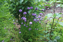 Comment avez-vous découvert Jardinier Amateur ?