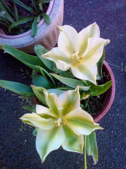 Variété de tulipe