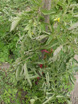 Courgettes et tomates très 