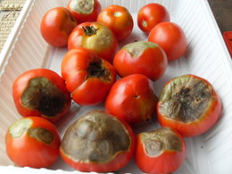 Courgettes et tomates très 