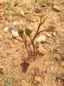 Plante invasive inconnue HELP