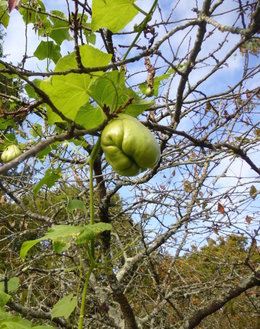 Chayotte - Sechium edule