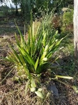 Quelqu'un peut me dire ce que cela est une fleur ou une mauvaise herbe merci de m'éclairer .