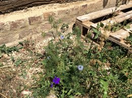 Jardin à l'anglaise!