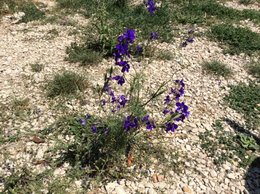 Jardin à l'anglaise!