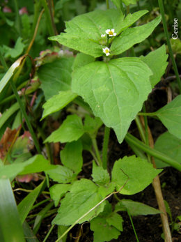 Mauvaises herbes