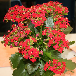 Connaissez-vous la famille des kalanchoes