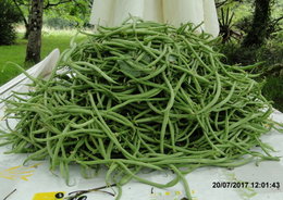 Semis de toutes les variétés de haricots