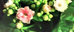 Connaissez-vous la famille des kalanchoes