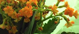 Connaissez-vous la famille des kalanchoes