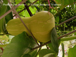 Connaissez-vous la courge Butternut ?