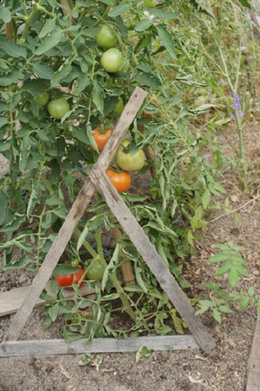 tuteurs en fer pour tomates