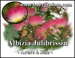 Acacia de Constantinople - Albizia julibrissin - Arbre à soie 