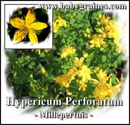 Millepertuis - Hypericum 