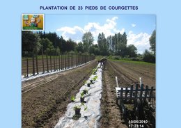 PLANTATION DES COURGETTES