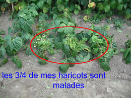 les haricots , çà commence