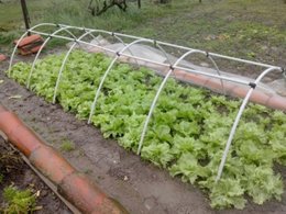 L'arrosage des plantes pendant une absence