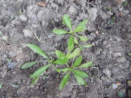 que sont ces herbes ?