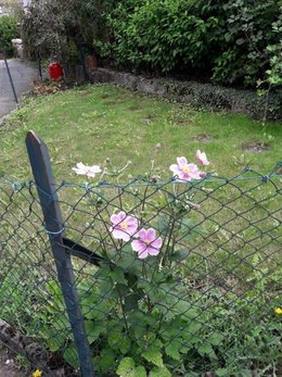 quel est cette fleur vue en Alsace