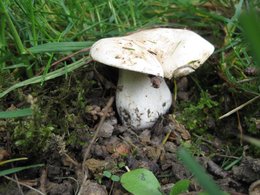 Champignons de printemps ?