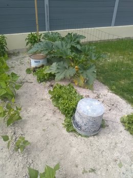 Blanchir une chicorée frisée